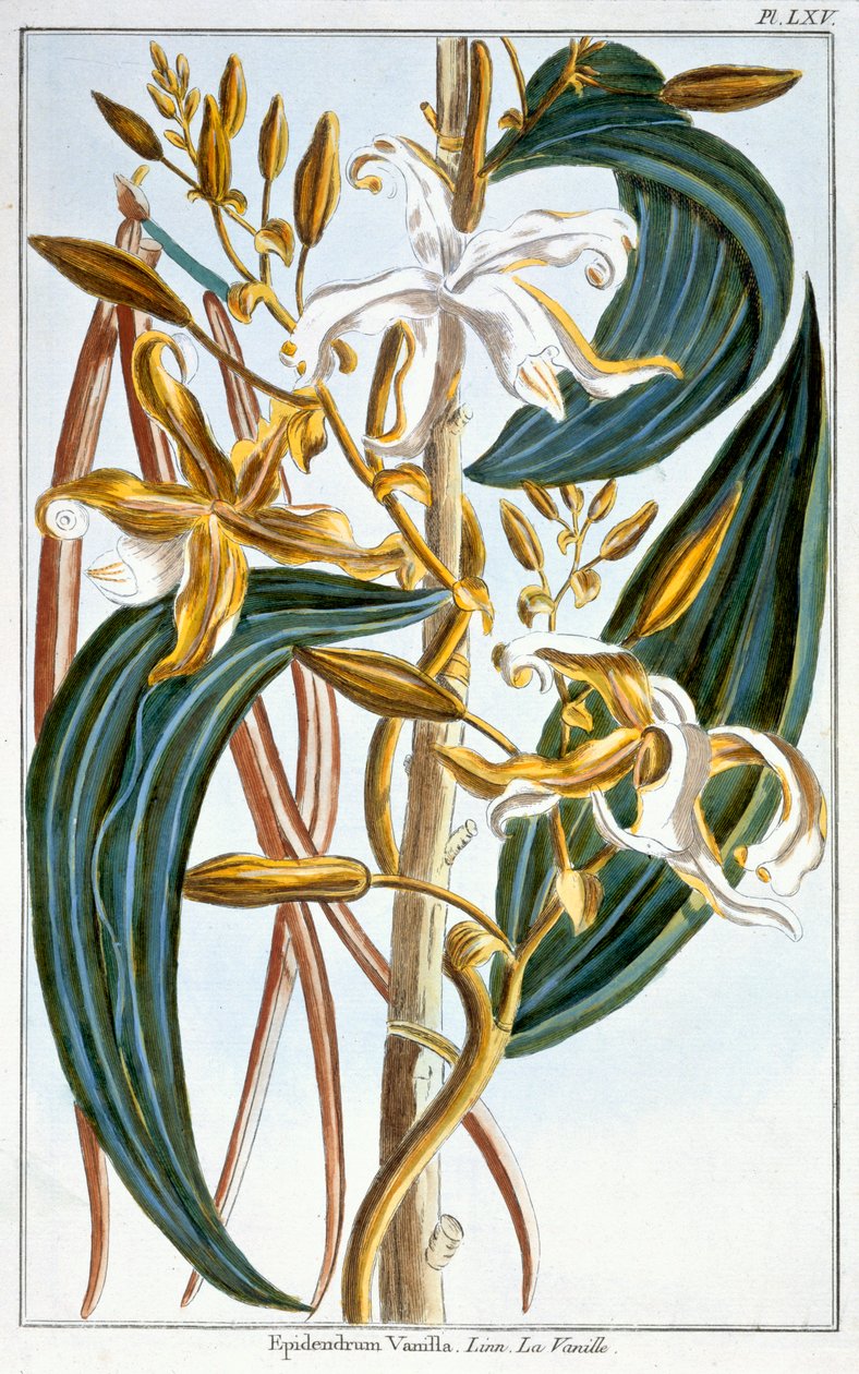 Vanilleschoten, Tafel 65, aus 