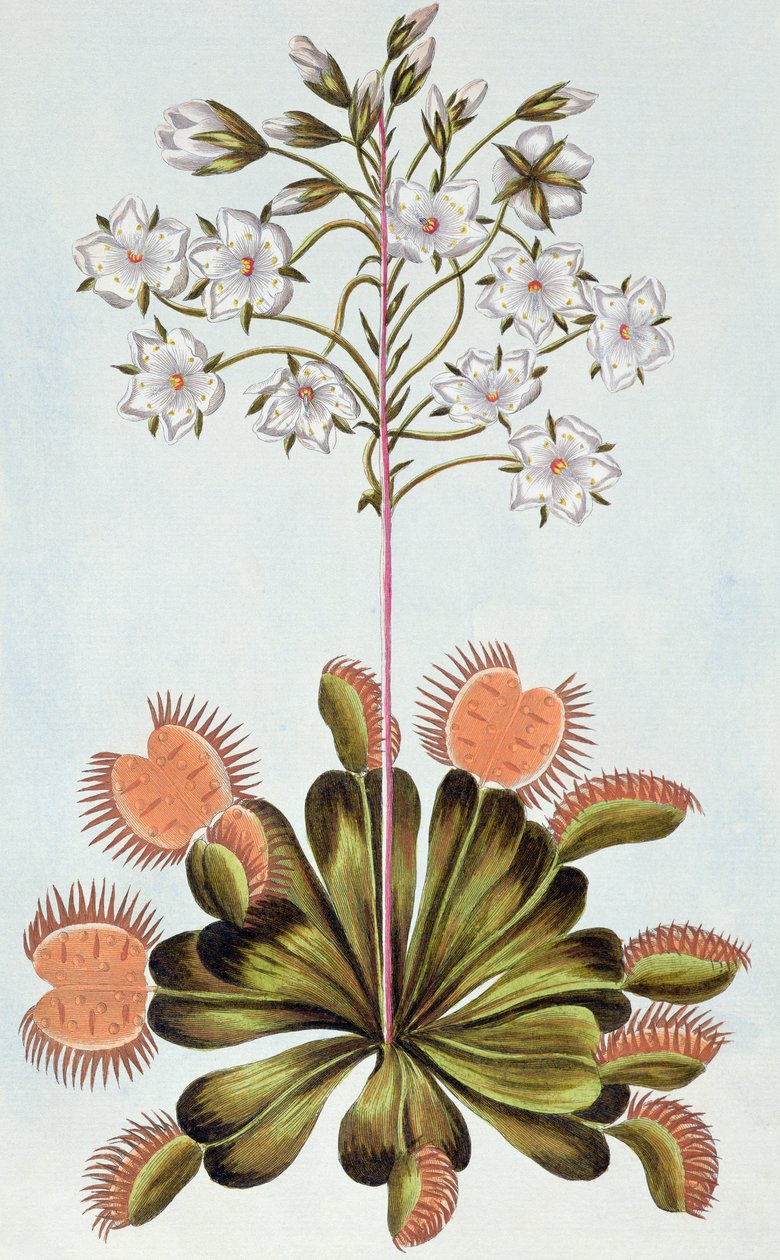 Venusfliegenfalle, Tafel 84, aus 