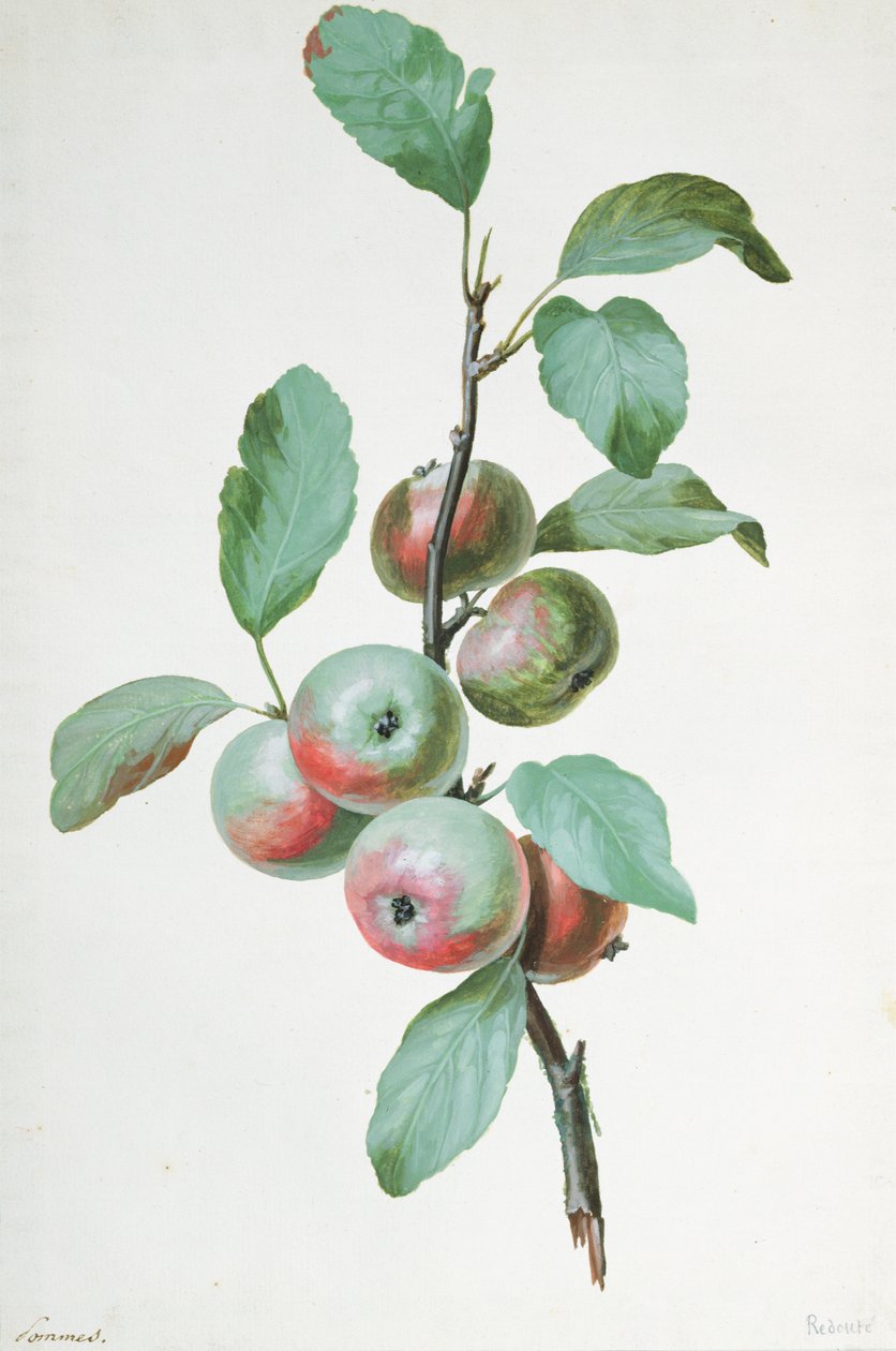 Äpfel von Pierre Joseph Redouté