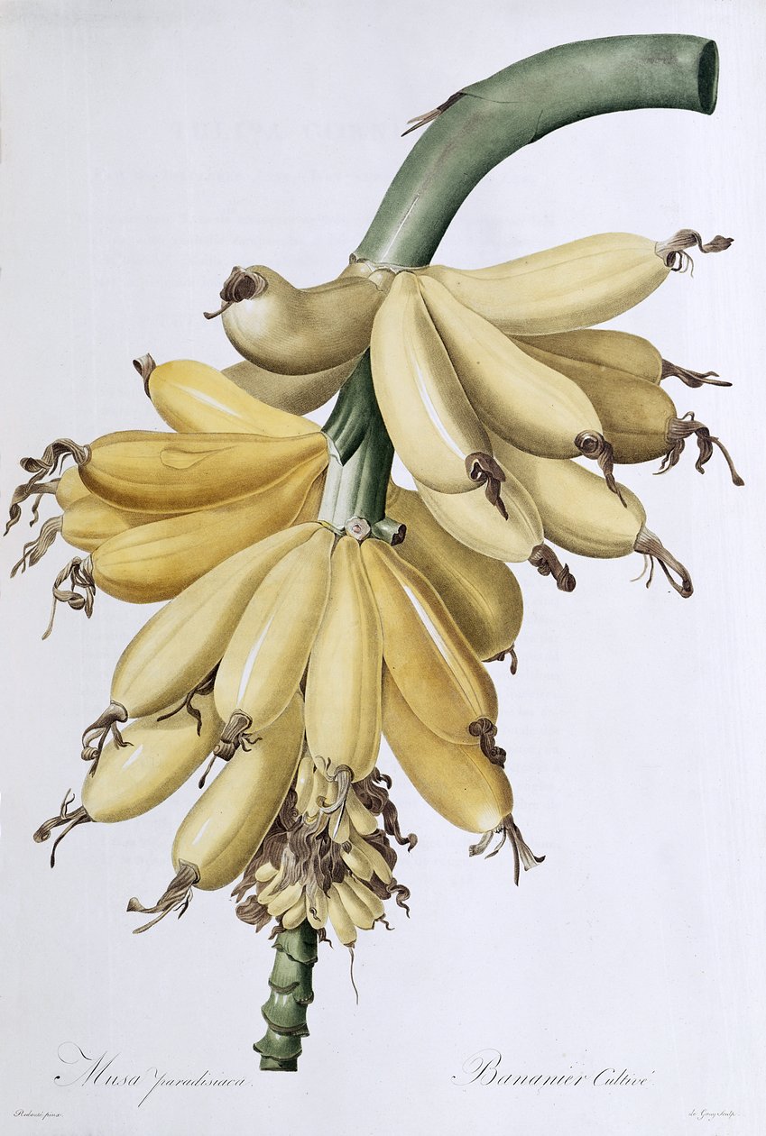 Banane, 1816 von Pierre Joseph Redouté