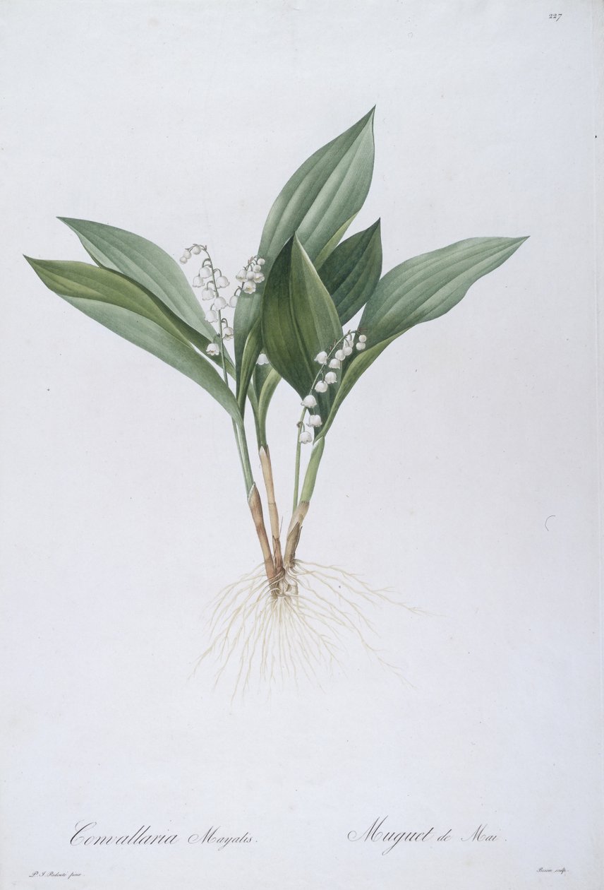 Maiglöckchen (Convallaria majalis), 1808 von Pierre Joseph Redouté