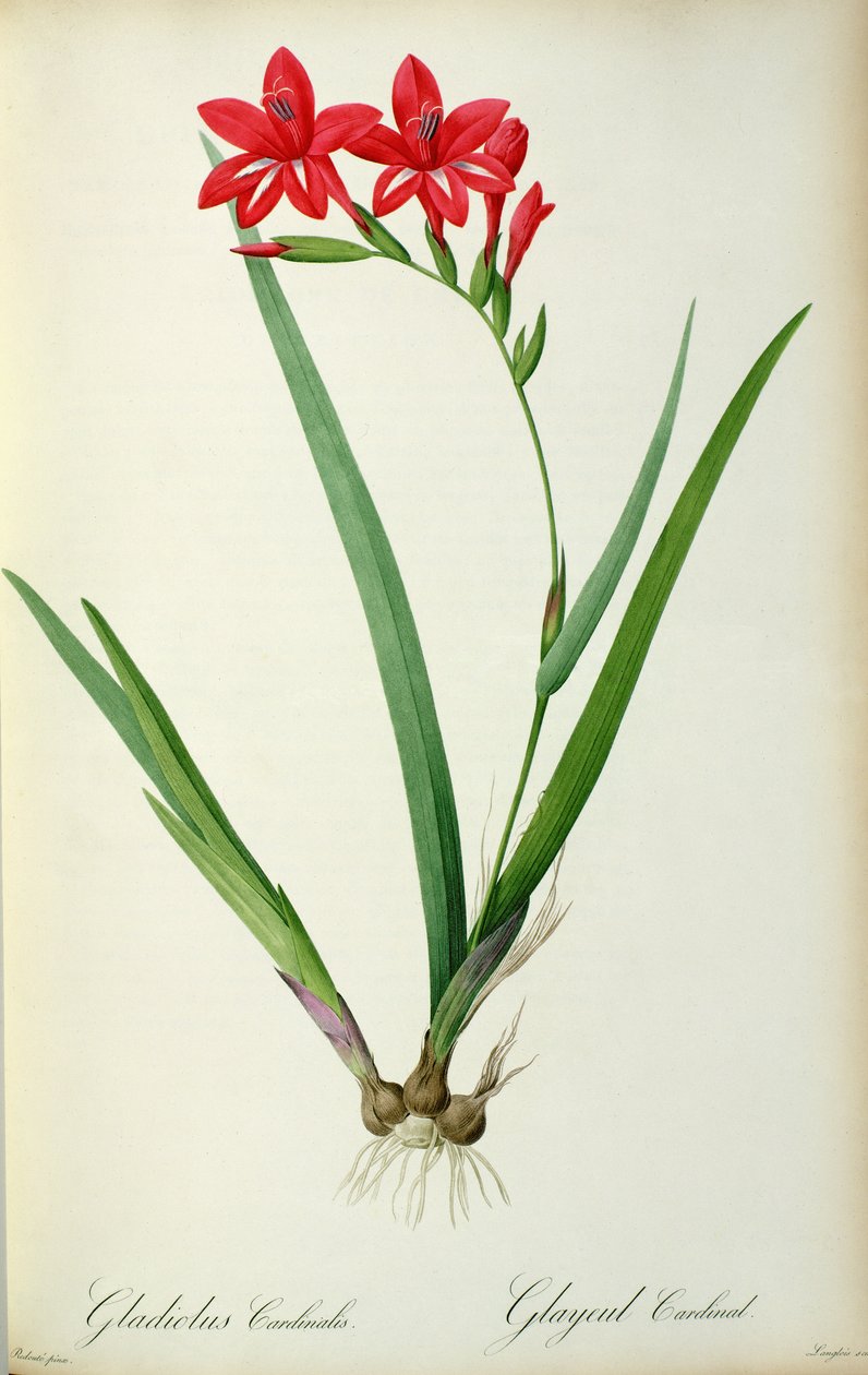 Gladiolus Cardinalis, aus 