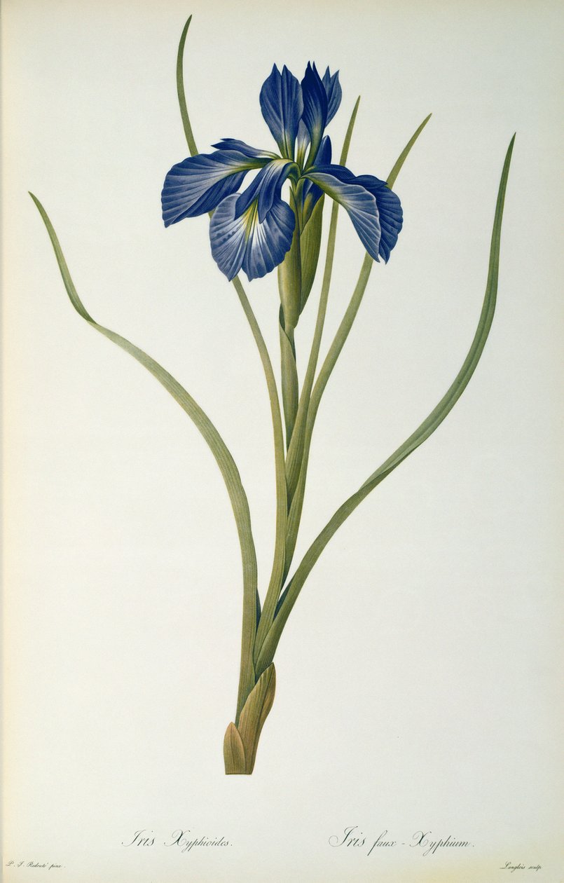 Iris Xyphioides, aus 