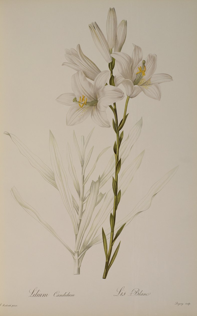 Lilium Candidum, aus `Les Liliacees