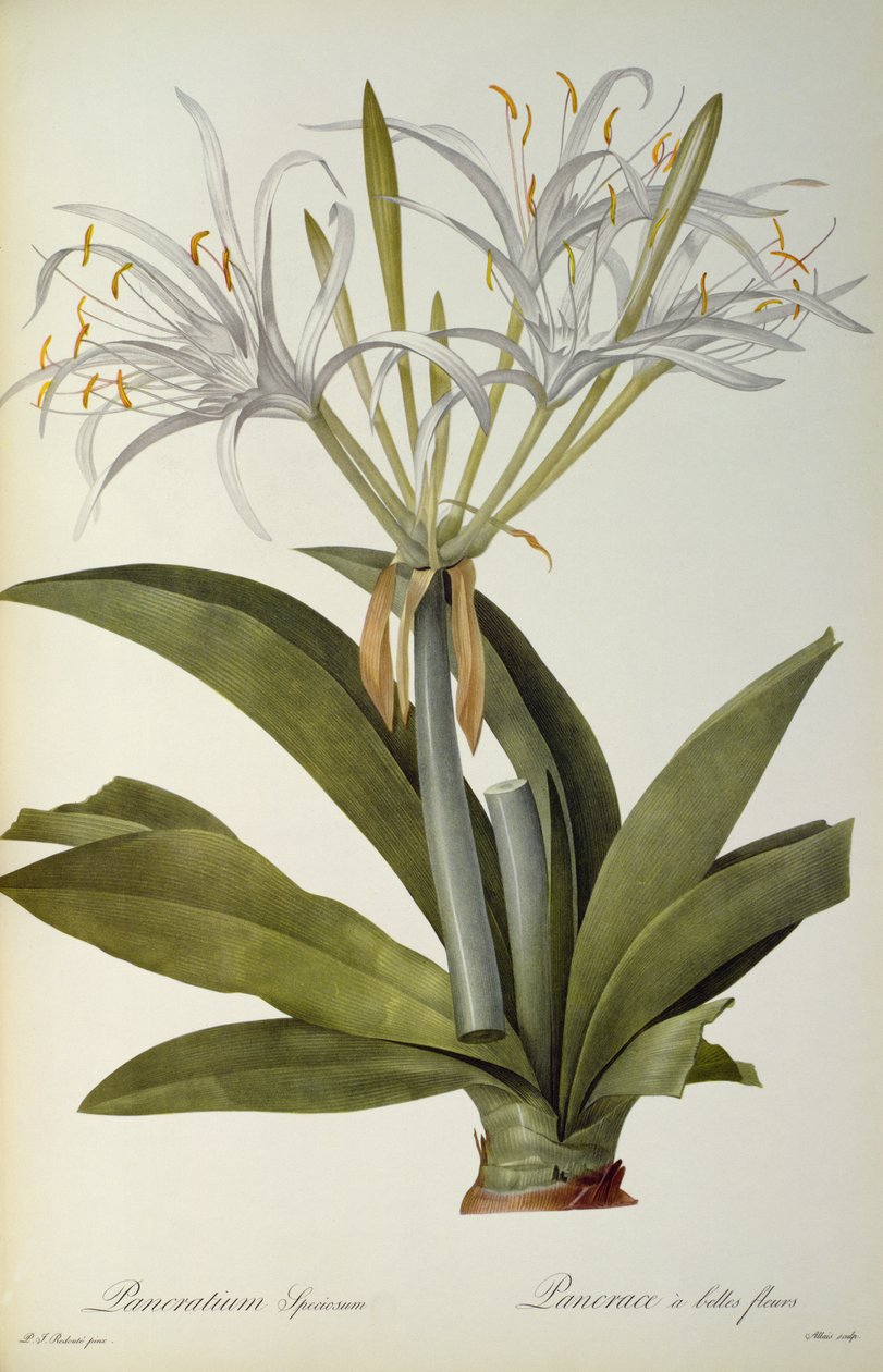 Pancratium speciosum, aus 