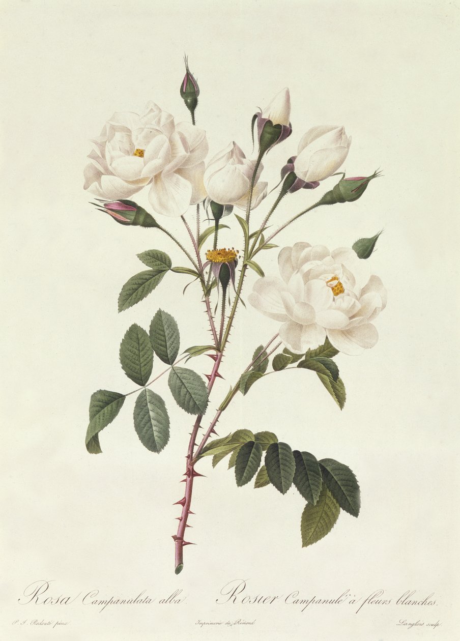 Rosa Campanulata Alba von Pierre Joseph Redouté