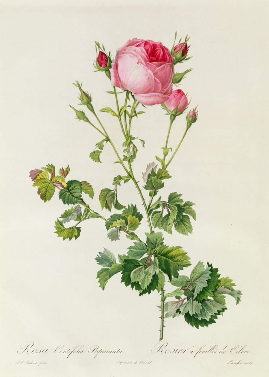 Rosa Centifolia Bipinnata von Pierre Joseph Redouté