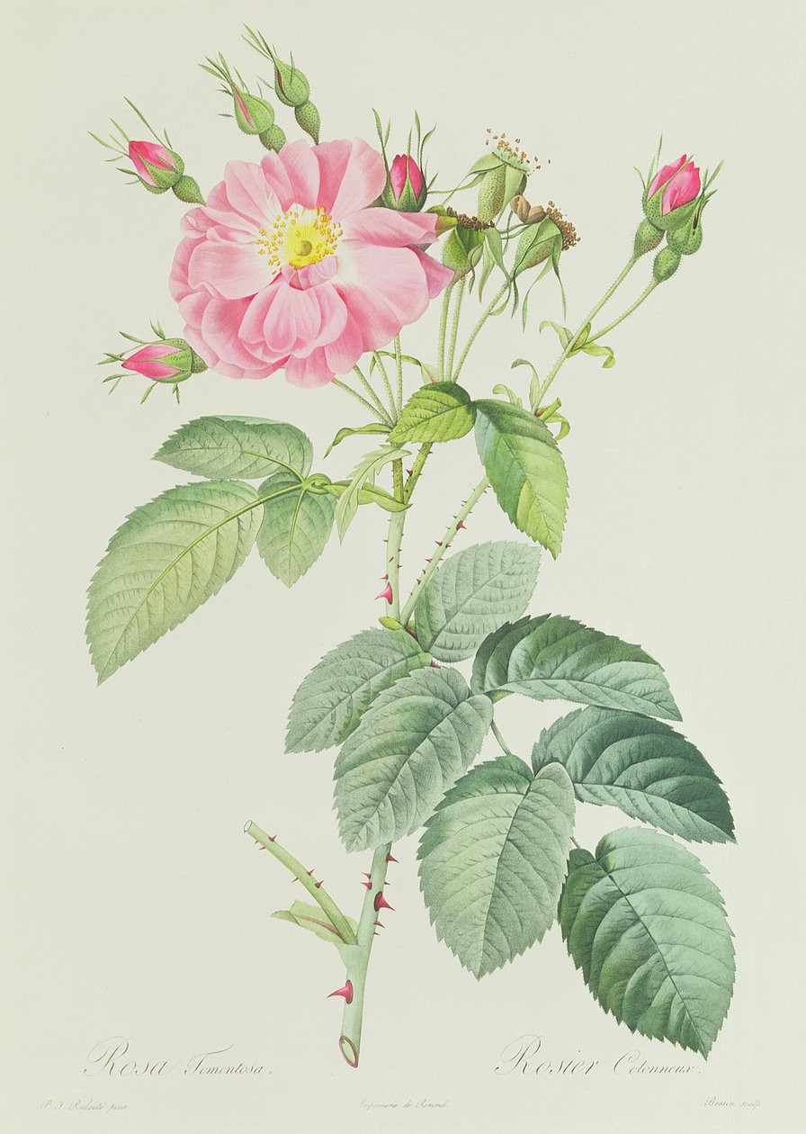 Rosa Gallica Rosea Flore Simplici von Pierre Joseph Redouté