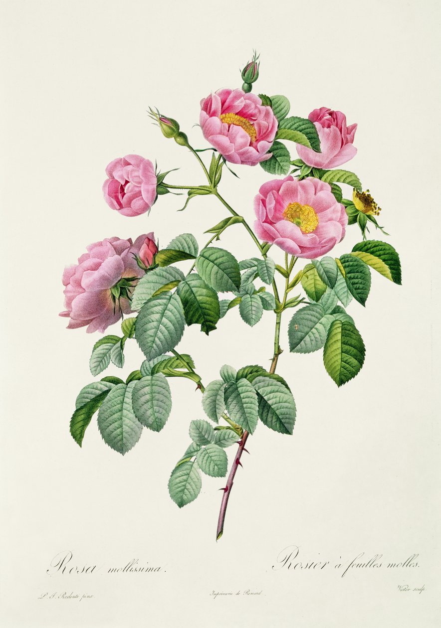 Rosa Mollissima, aus 