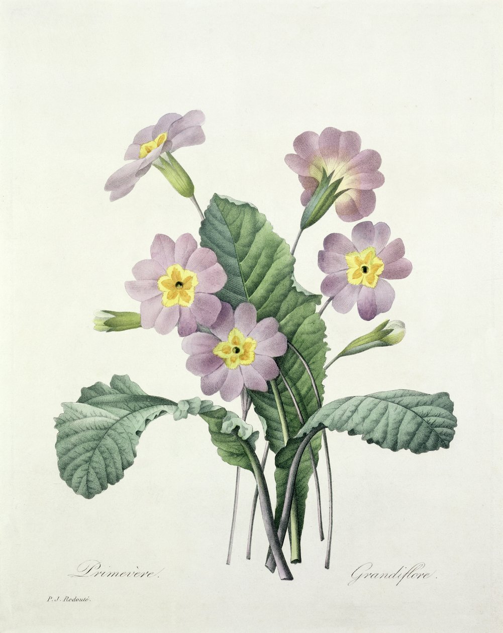 Primula (Primel), graviert von Bessin, aus 