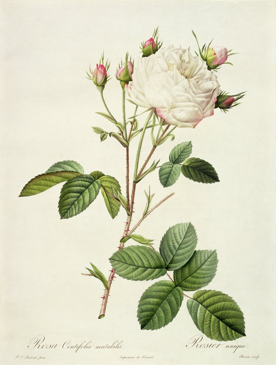 Rosa Centifolia Mutabilis, graviert von Bessin, veröffentlicht von Remond von Pierre Joseph Redouté