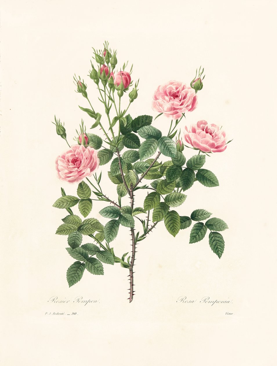 Rosa Pomponia, graviert von Victor, aus 