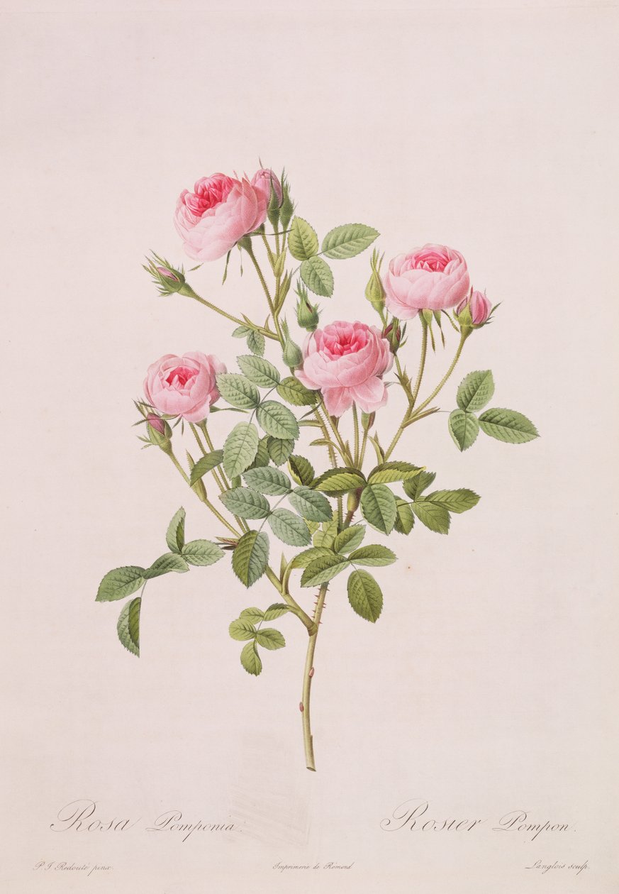 Rosa pomponia, graviert von Langlois, aus Les Roses, 1817-24 (farbige Aquatinta) von Pierre Joseph Redouté