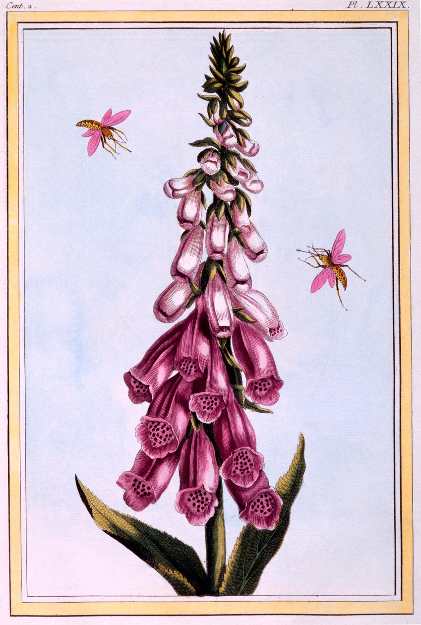 Fingerhut Digitalis, Illustration aus 