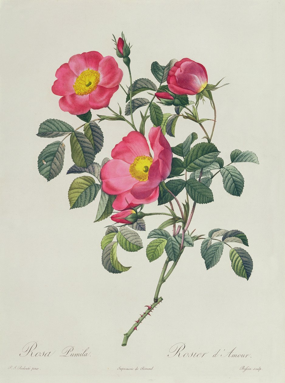 Rosa Lumila von Pierre Joseph Redouté