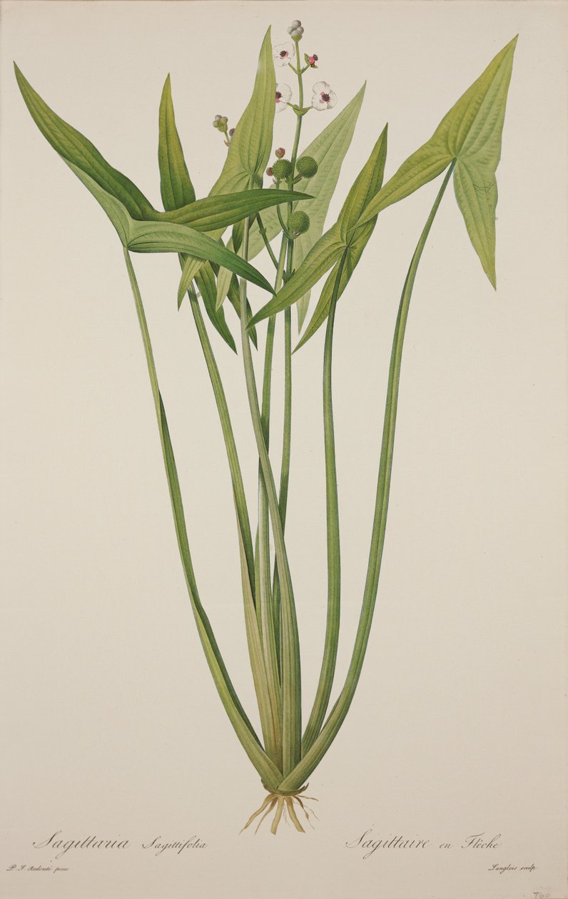Sagittaria, graviert von Langlois von Pierre Joseph Redouté