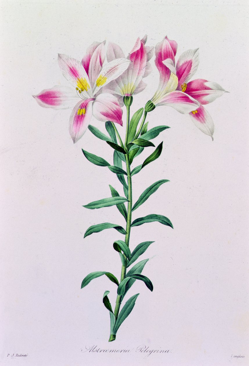 Alstroemeria Peregrina von Pierre Joseph Redouté