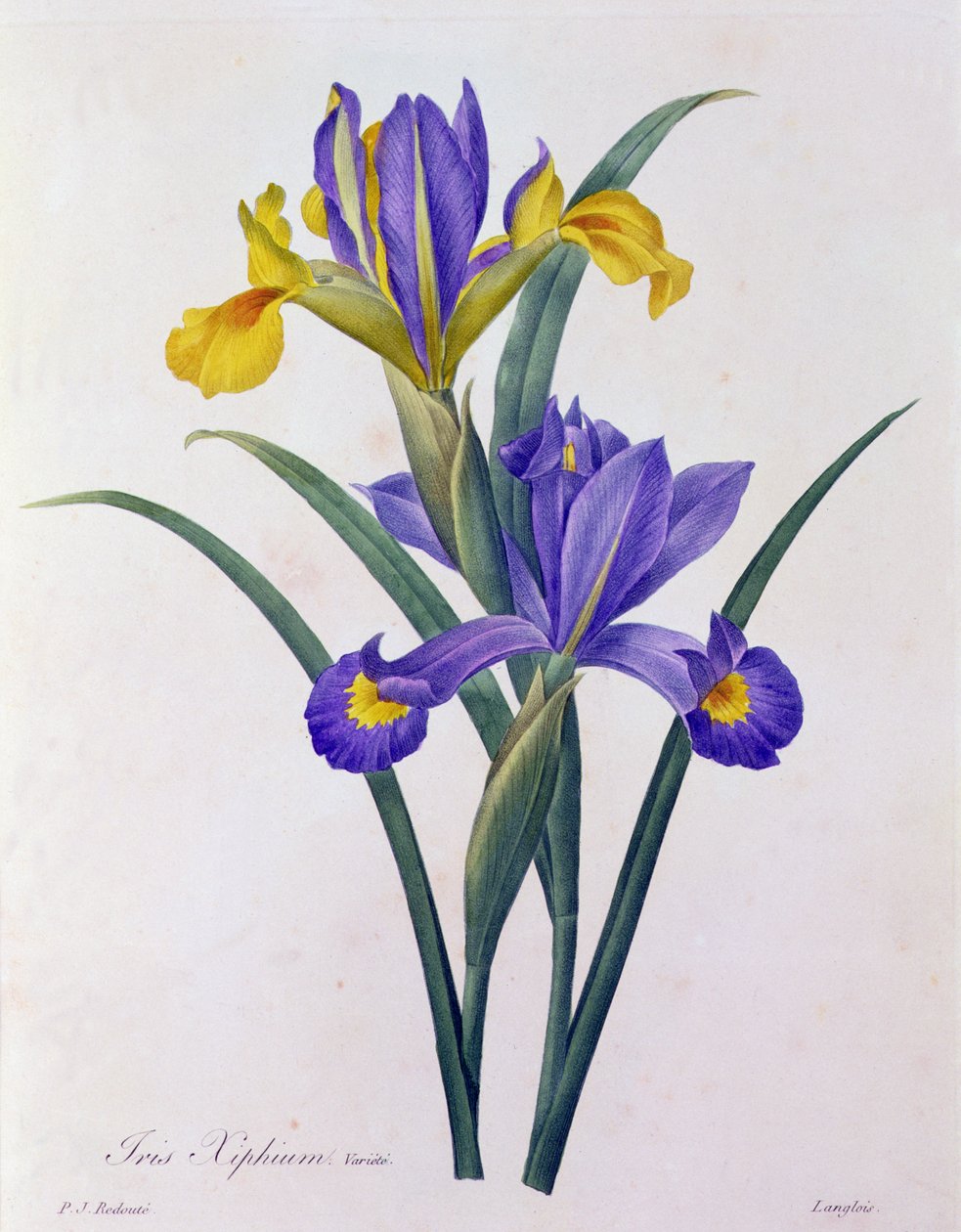 Iris Xiphium von Pierre Joseph Redouté