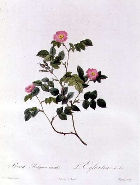Rosa Rubiginosa Nemoralis von Pierre Joseph Redouté