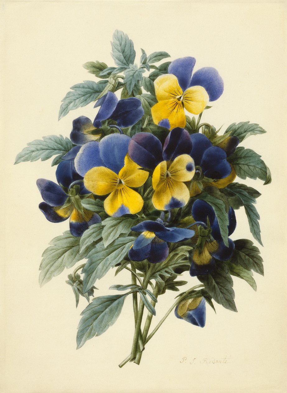 Stiefmütterchen von Pierre Joseph Redouté