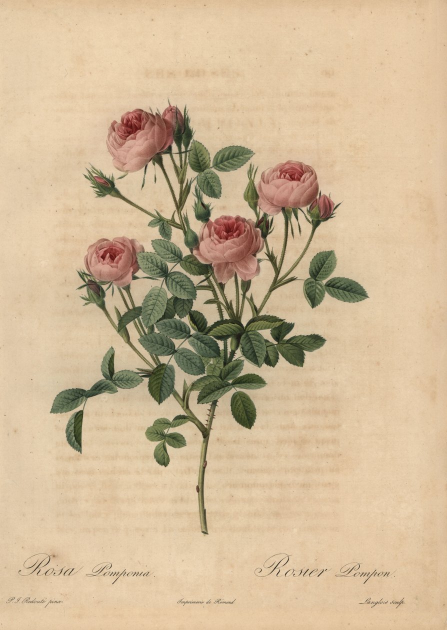 Rosa Pomponrose, Rosa centifolia von Pierre Joseph Redouté