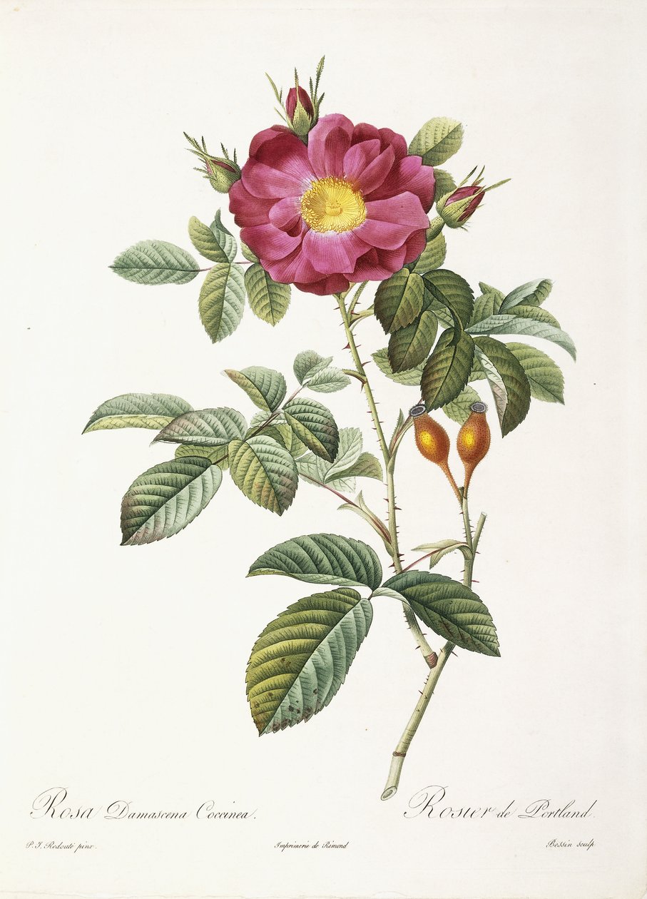 Rosa Damascena Coccina von Pierre Joseph Redouté
