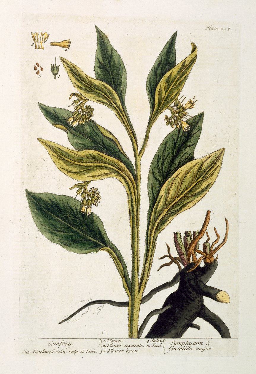 Rote Chili von Pieter Sluiter or Sluyter