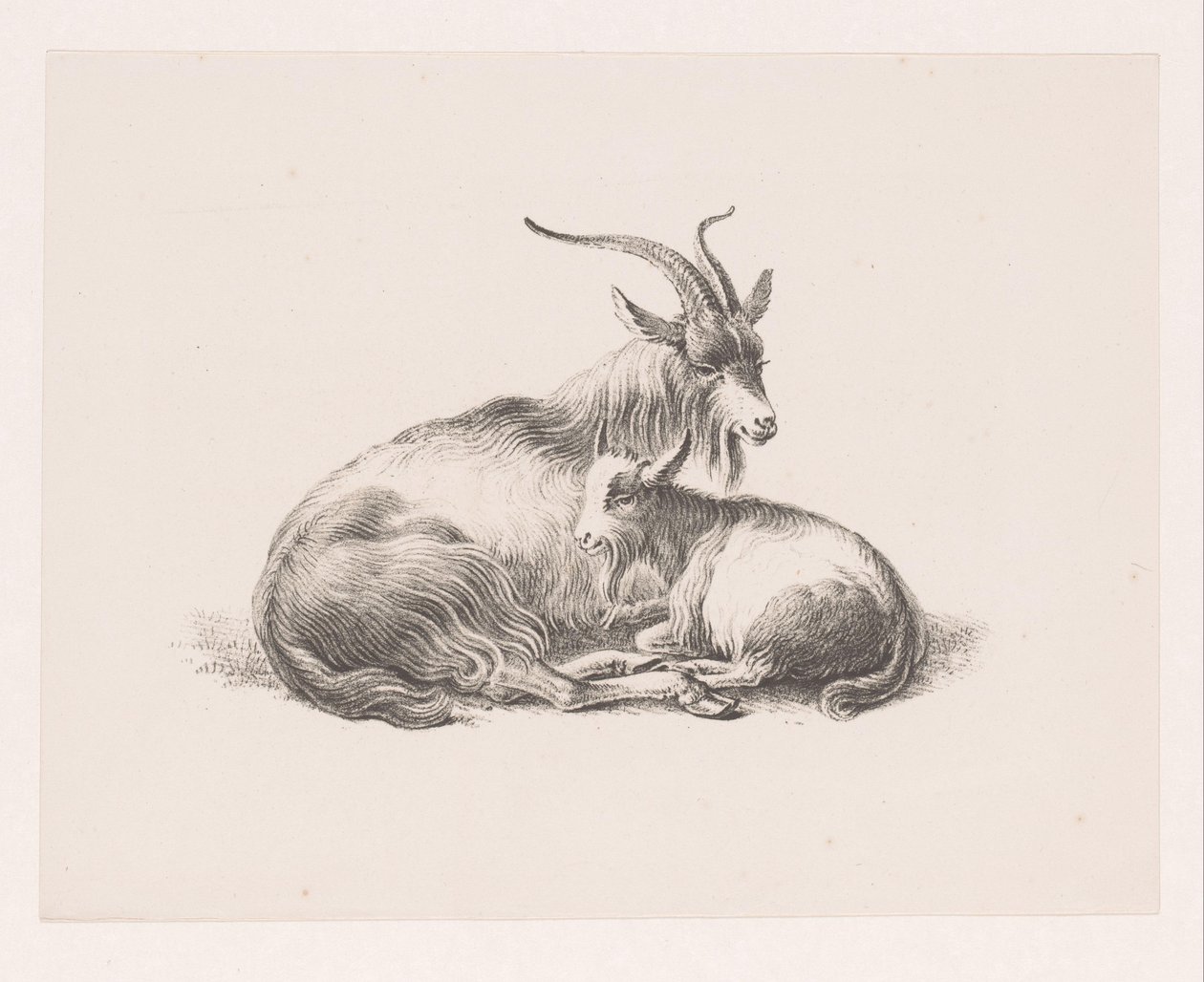 Bock und eine Ziege von Pieter Bartholomeusz. Barbiers
