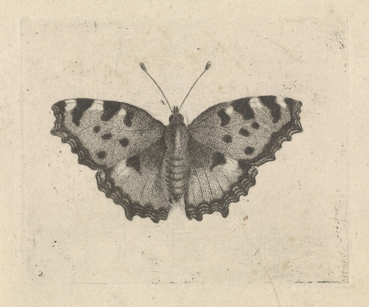 Schmetterling von Pieter Lyonet