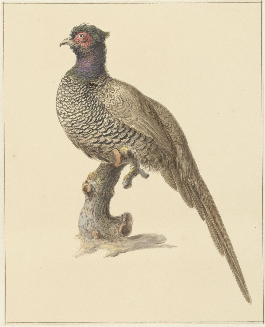 Jagdfasan von Pieter Pietersz. Barbiers