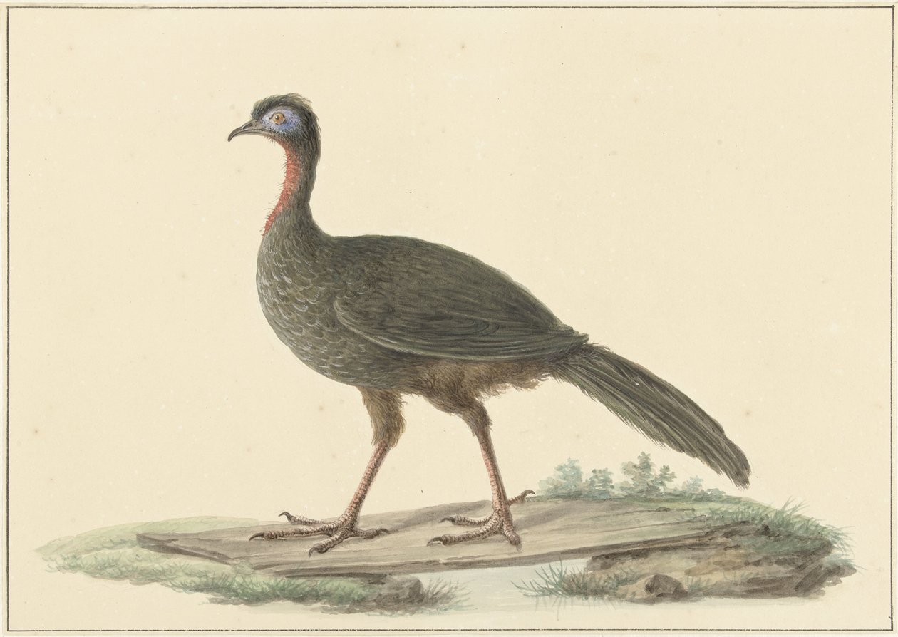 Marailsjakohoen (Penelope marail) von Pieter Pietersz. Barbiers
