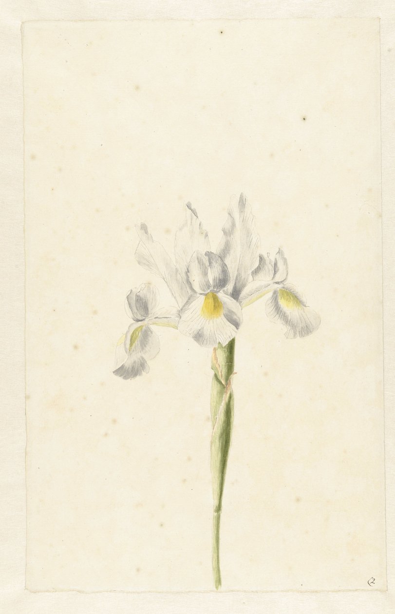 Weiße Iris (Iris albicans) von Pieter Withoos (circle of)