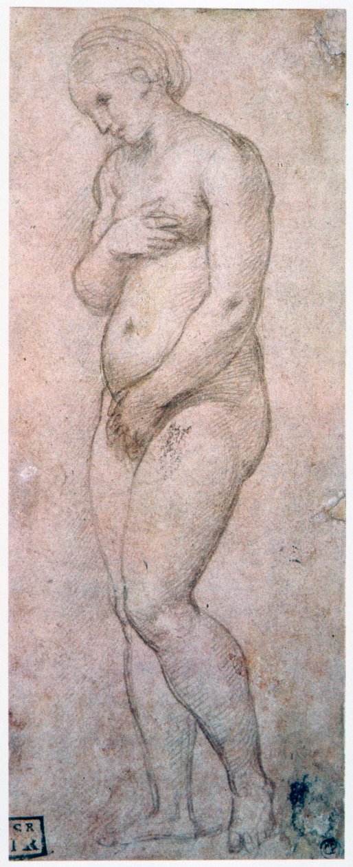 Studie der Venus, um 1500-1520 von Raffaello Sanzio Raphael