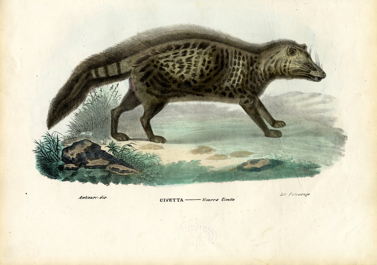 Afrikanische Zibetkatze, 1863-79 von Raimundo Petraroja