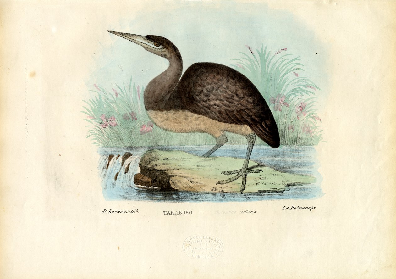 Rohrdommel, 1863-79 von Raimundo Petraroja