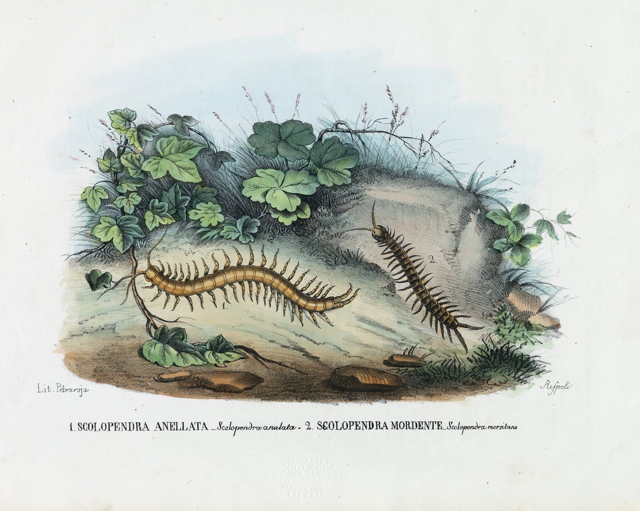Tausendfüßler, 1863-79 von Raimundo Petraroja
