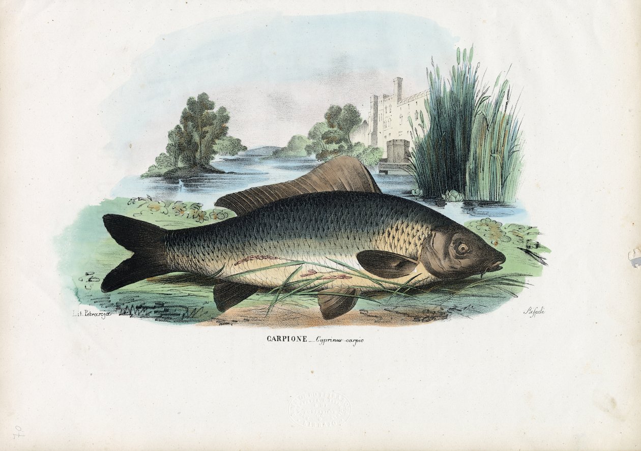 Gemeiner Karpfen, 1863-79 von Raimundo Petraroja
