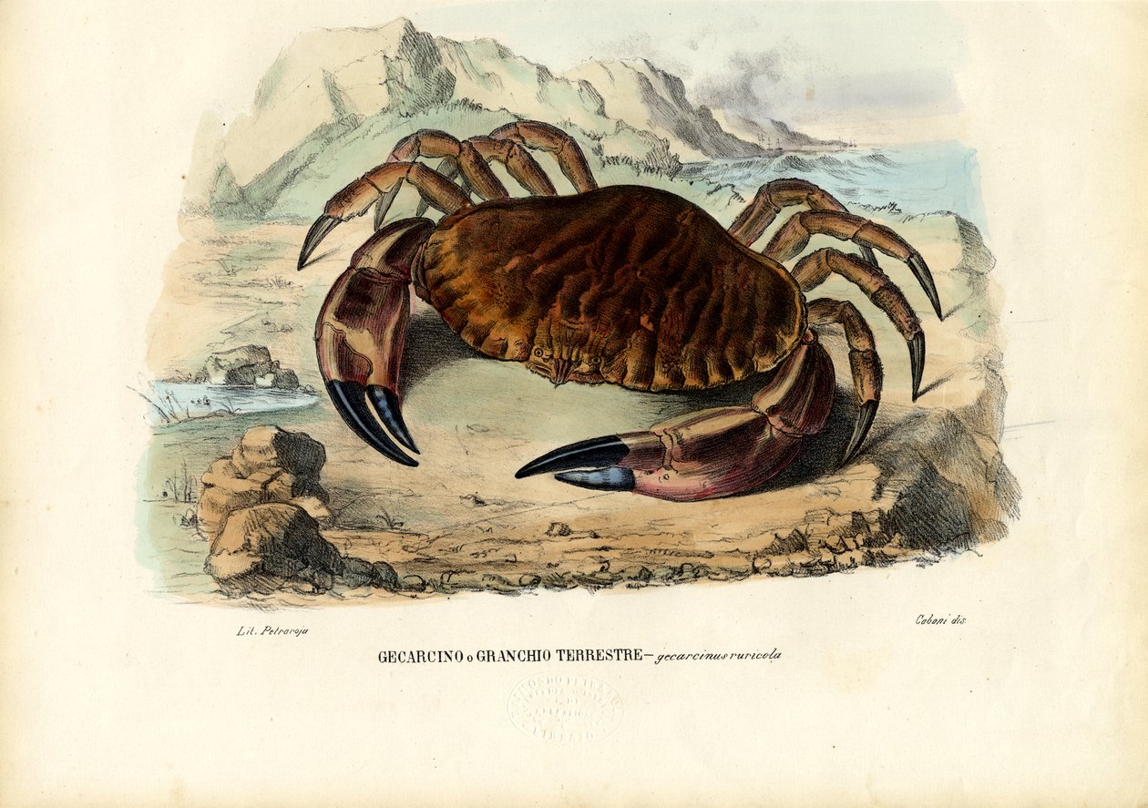 Krustentiere, 1863-79 von Raimundo Petraroja