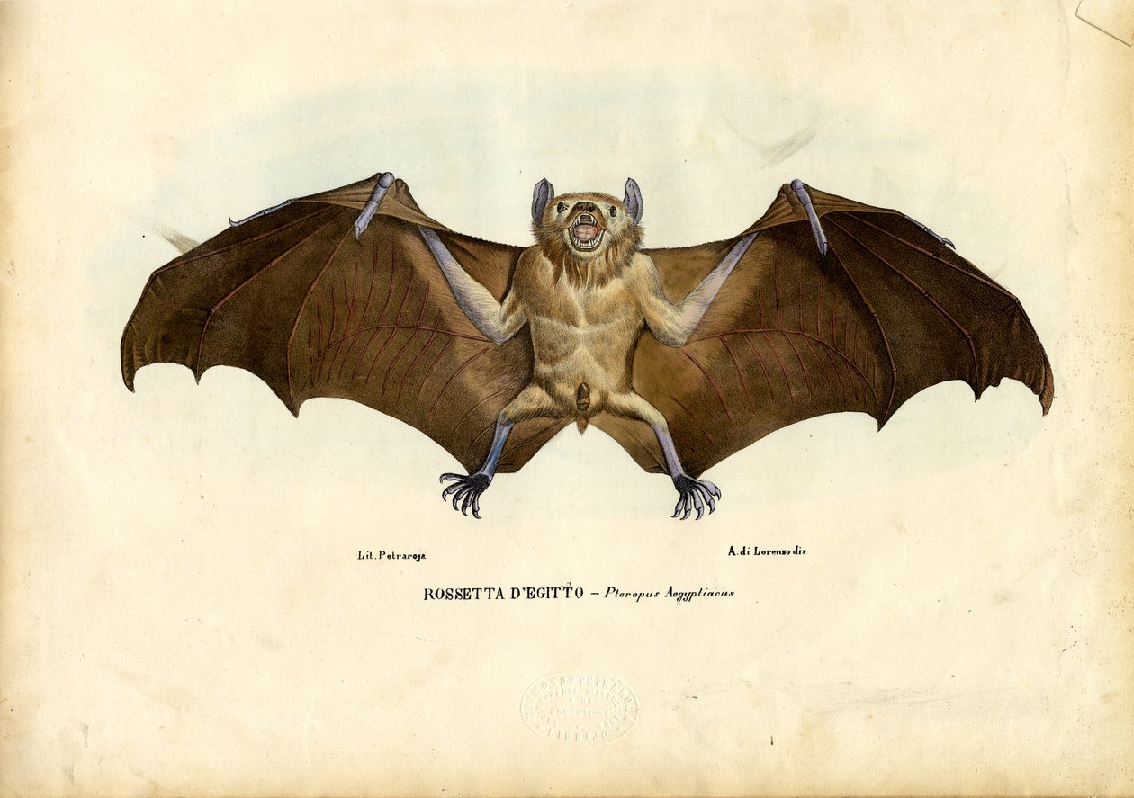 Ägyptische Flughund, 1863-79 von Raimundo Petraroja