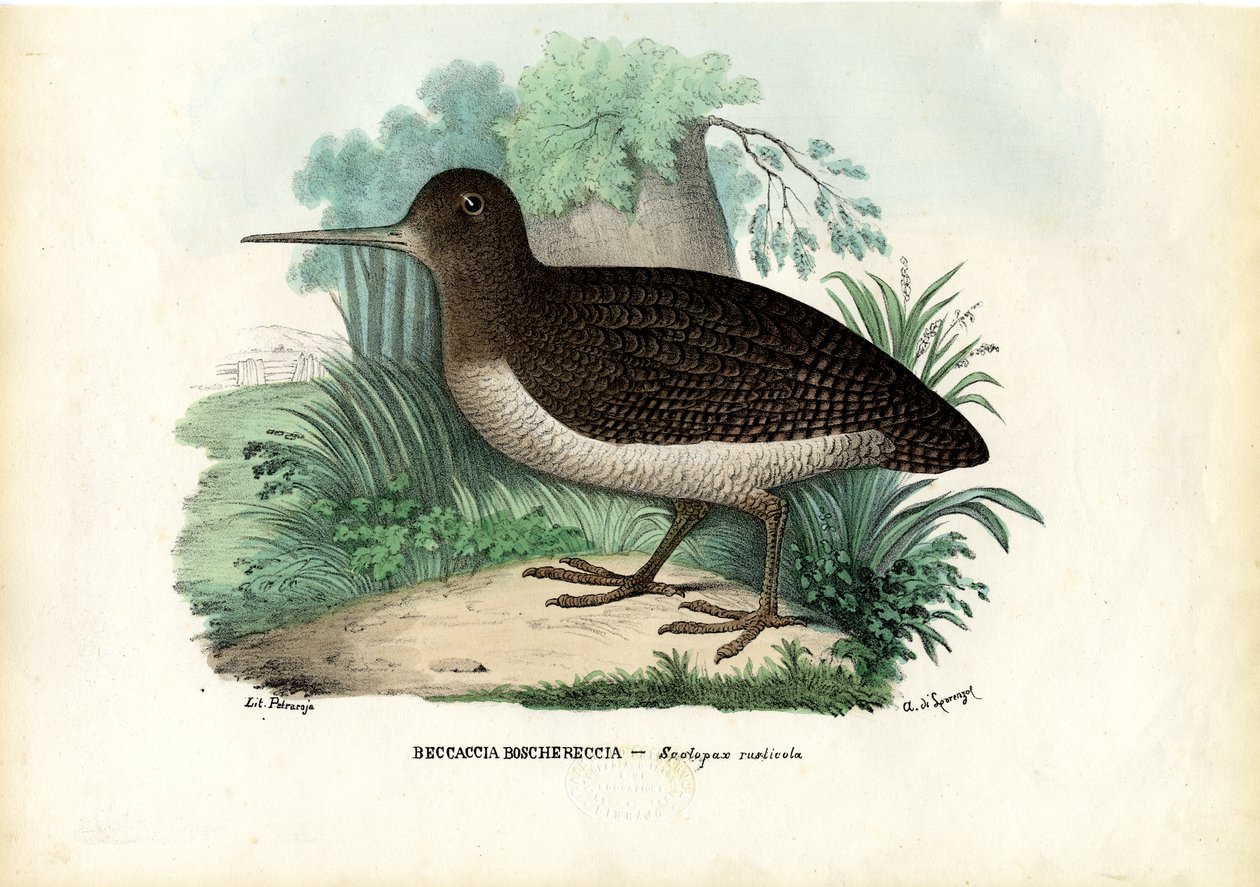 Eurasischer Waldschnepfe, 1863-79 von Raimundo Petraroja