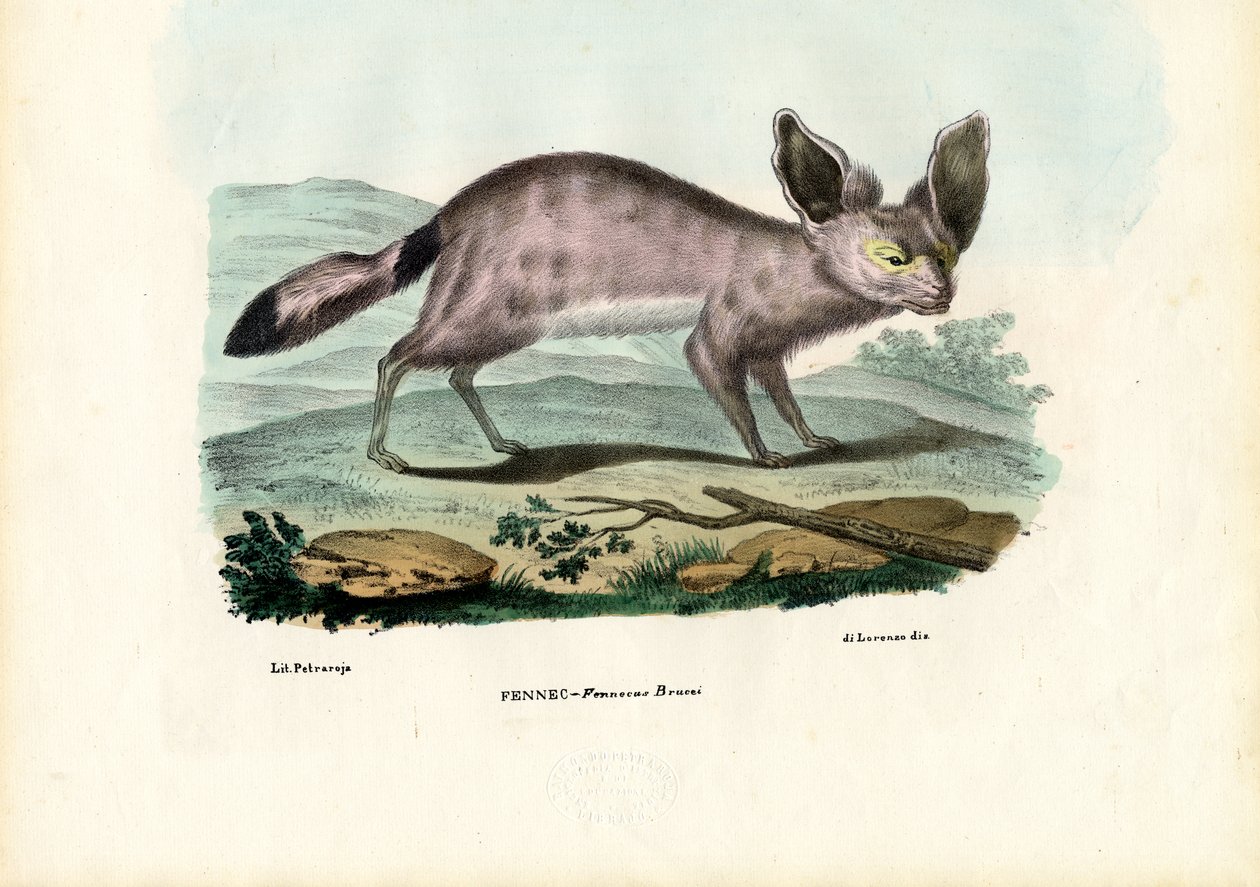 Fennek, 1863-79 von Raimundo Petraroja