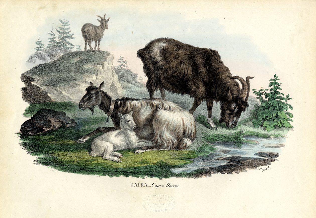 Wildziege, 1863-79 von Raimundo Petraroja