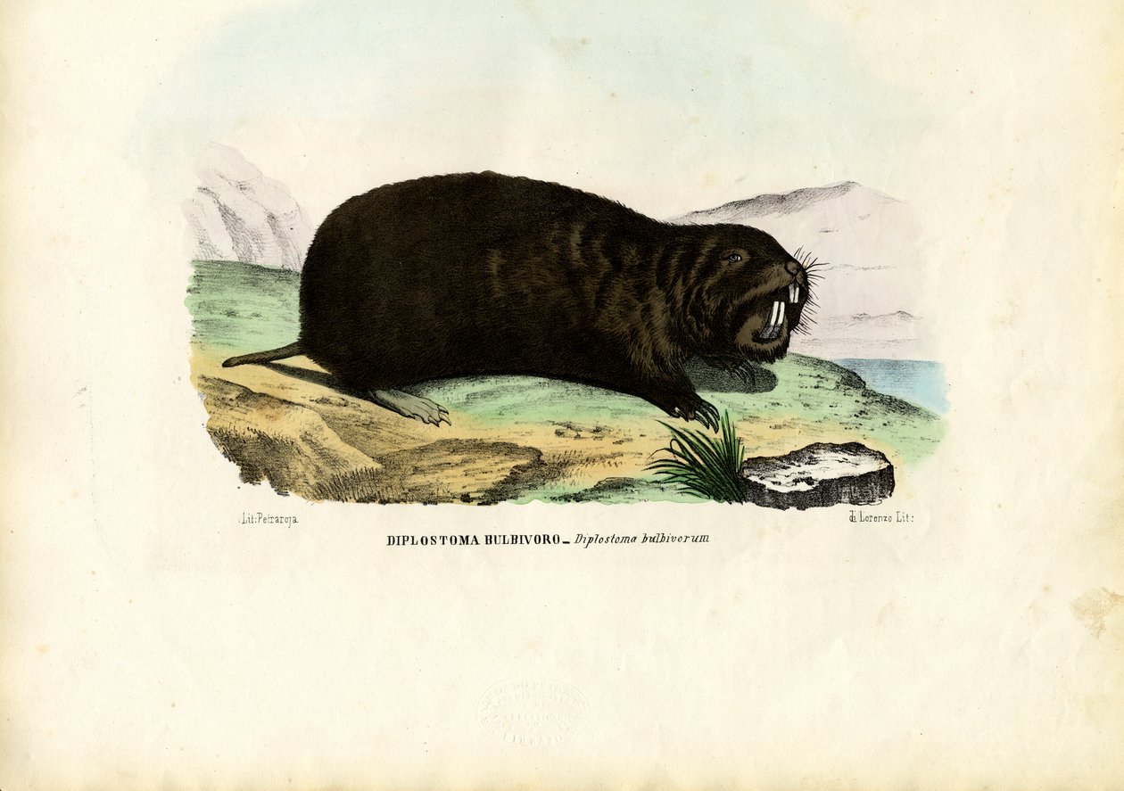 Gopher, 1863-79 von Raimundo Petraroja