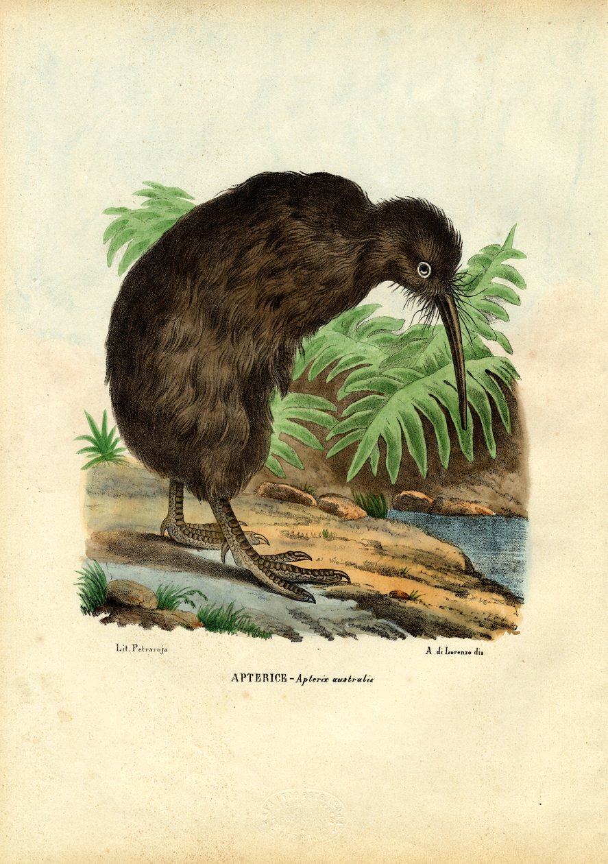 Kiwi, 1863-79 von Raimundo Petraroja