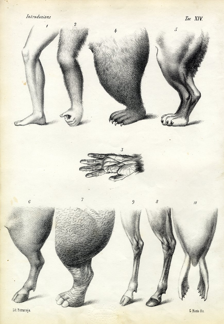 Beine, 1863-79 von Raimundo Petraroja