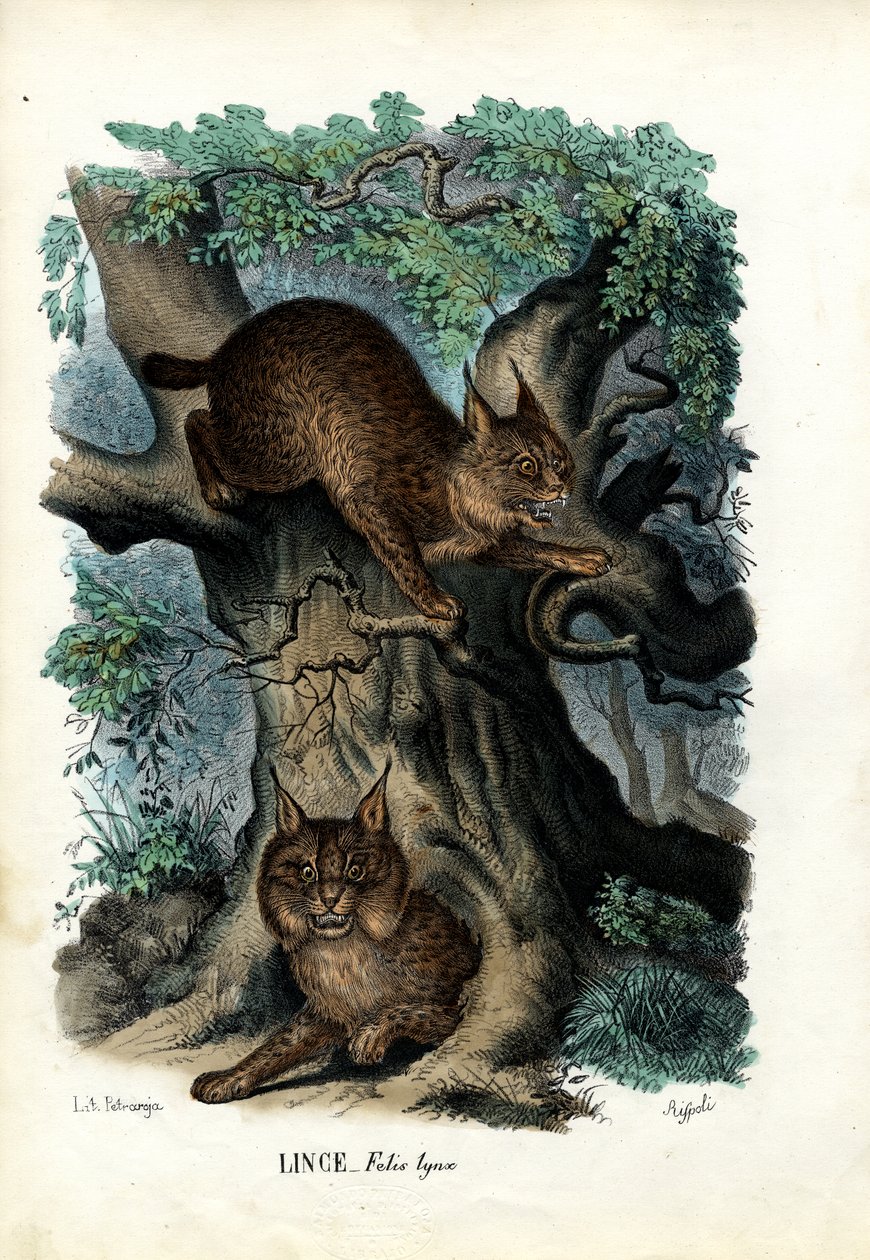 Luchs, 1863-79 von Raimundo Petraroja