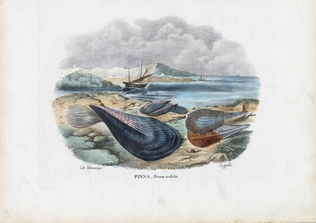 Muscheln, 1863-79 von Raimundo Petraroja