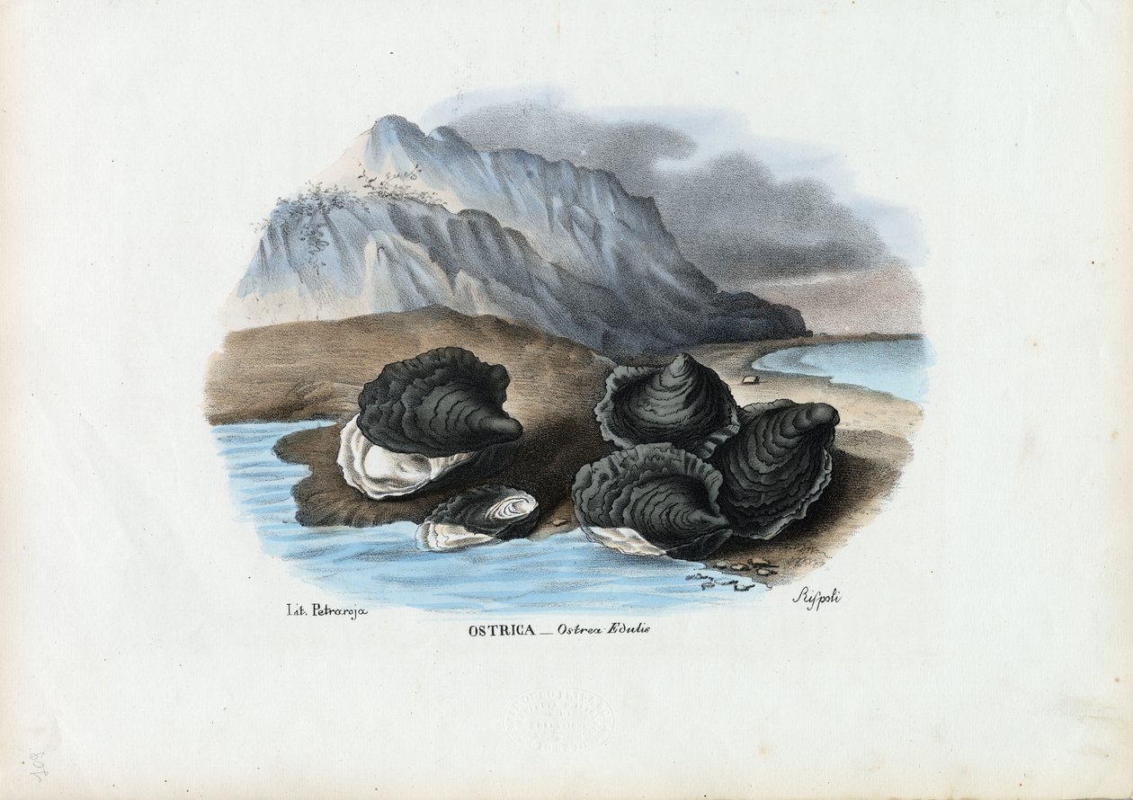 Muscheln, 1863-79 von Raimundo Petraroja