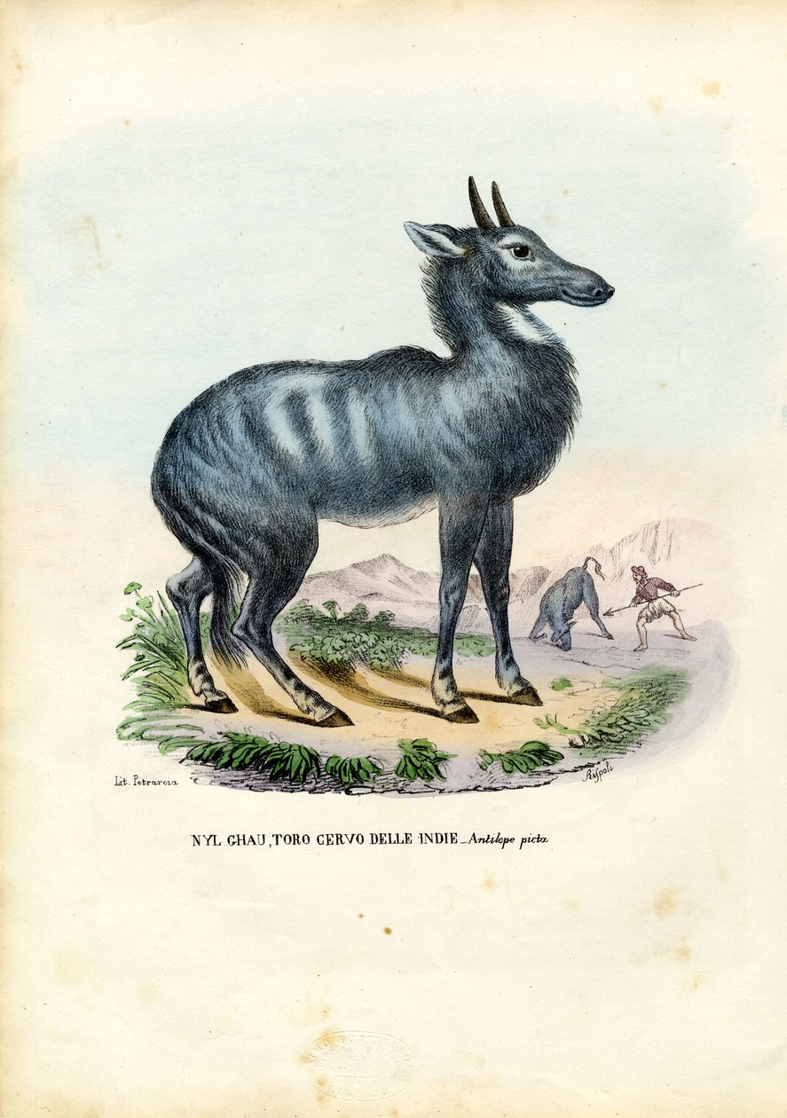 Nilgai, 1863-79 von Raimundo Petraroja