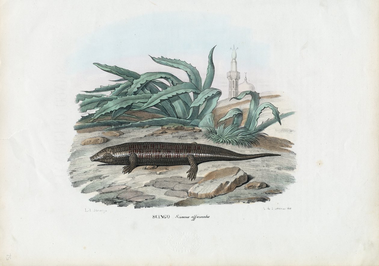 Skink, 1863-79 von Raimundo Petraroja